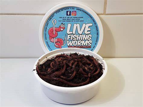 fishing bait worms